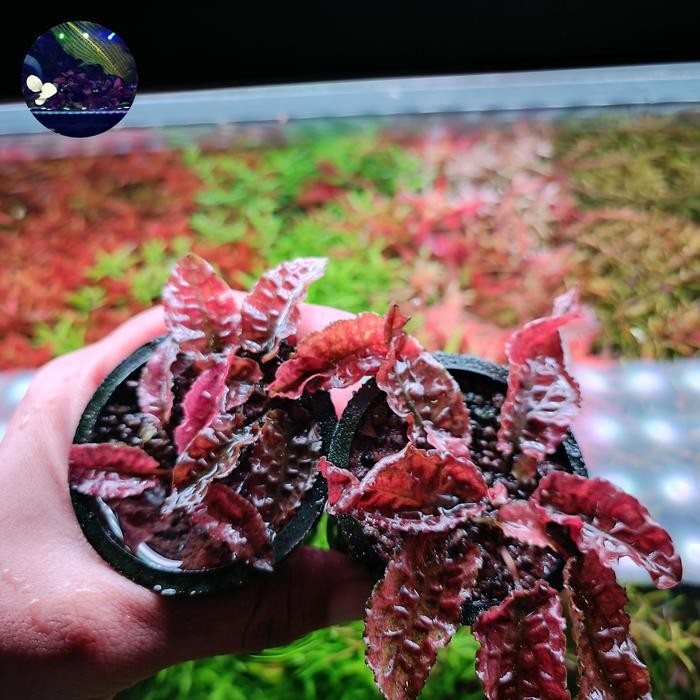 cryptocoryne flamingo pintar pink