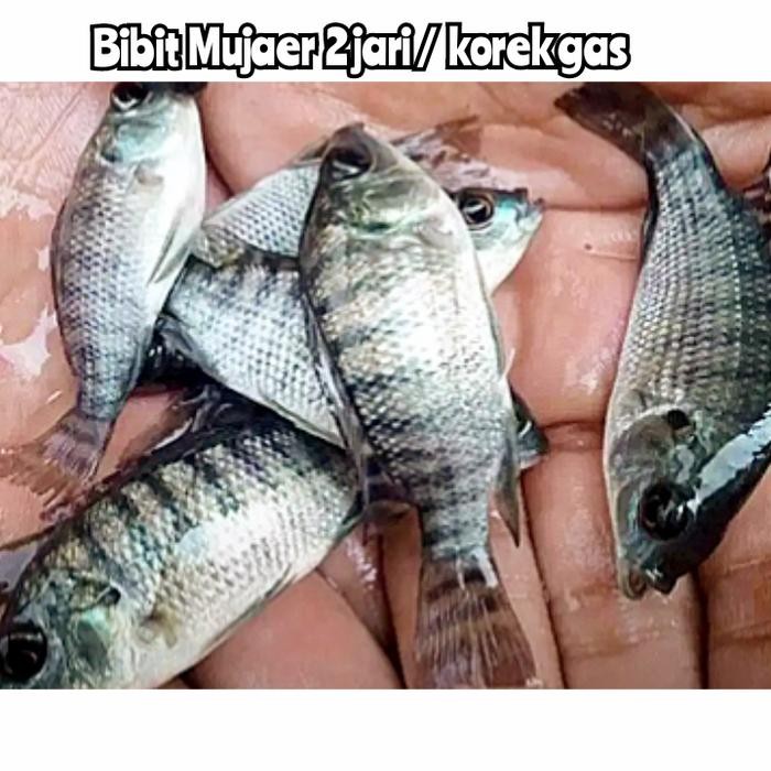 (Allthebest) Bibit Nila hitam/ mujaer mujair korek gas