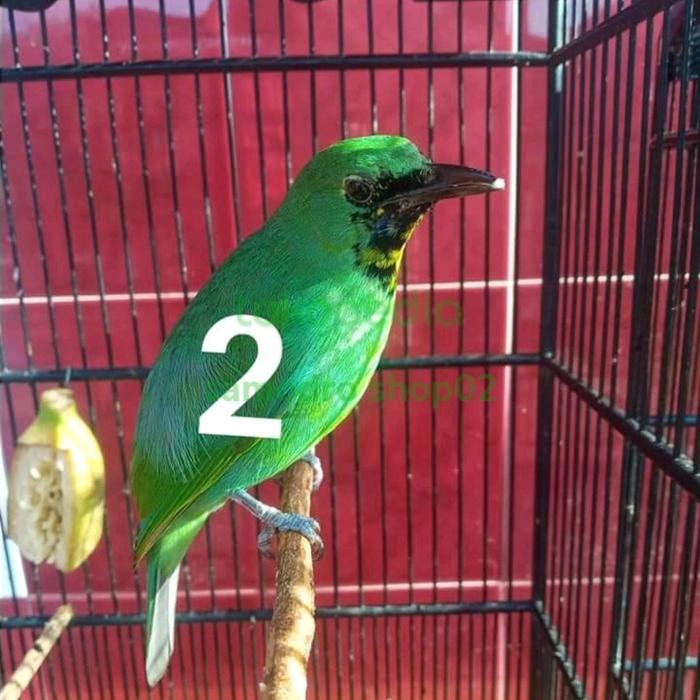 BURUNG CUCAK IJO TROTOL SUPER BIG SIZE ORI BANYUWANGI