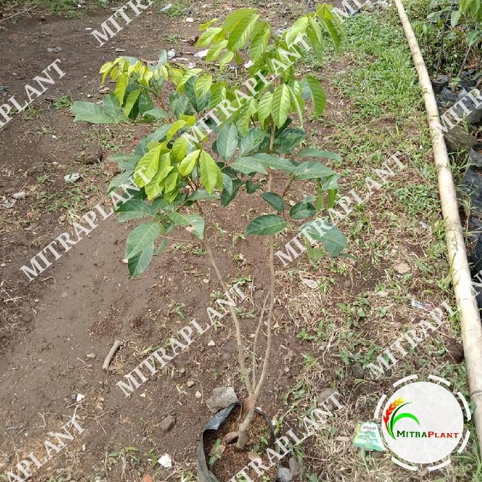 Bibit Pohon Rambutan Binjai - Buah Rambutan - Tanaman Rambutan Binjai