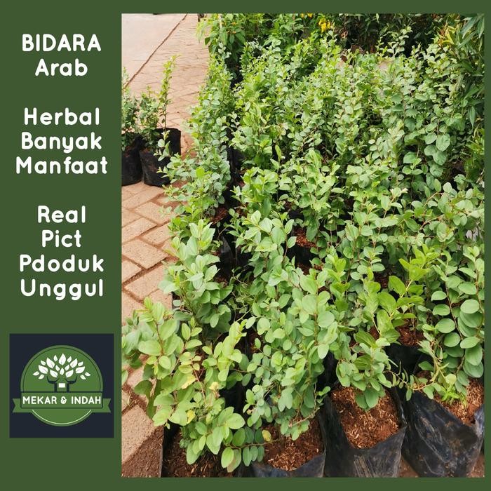 bibit tanaman bidara arab, pohon bidara arab
