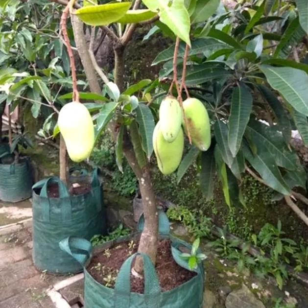 BIBIT TANAMAN BUAH MANGGA CHOKANAN SUDAH BERBUAH+BERBUNGA