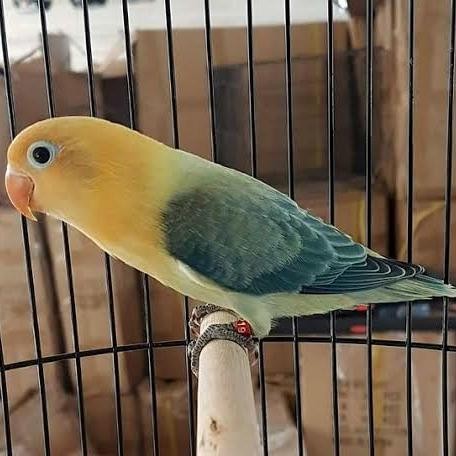 LOVEBIRD BIOLA PB EWING/BURUNG LOVEBIRD
