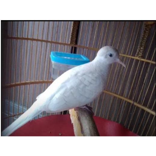 BURUNG PERKUTUT PUTIH LURIK