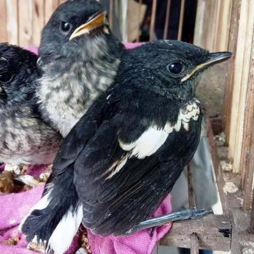 burung kacer anakan lolohan