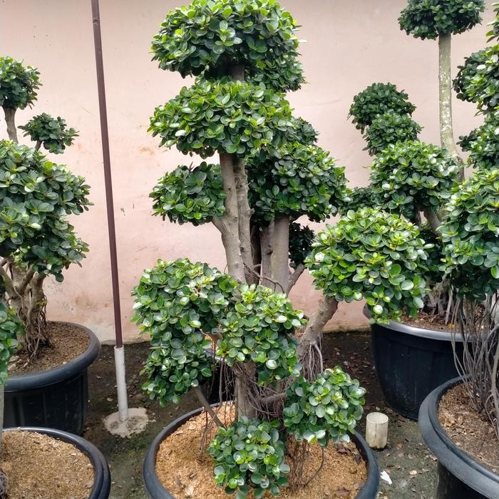 tanaman hias bonsai beringin Korea /beringin mikro/beringin dolar