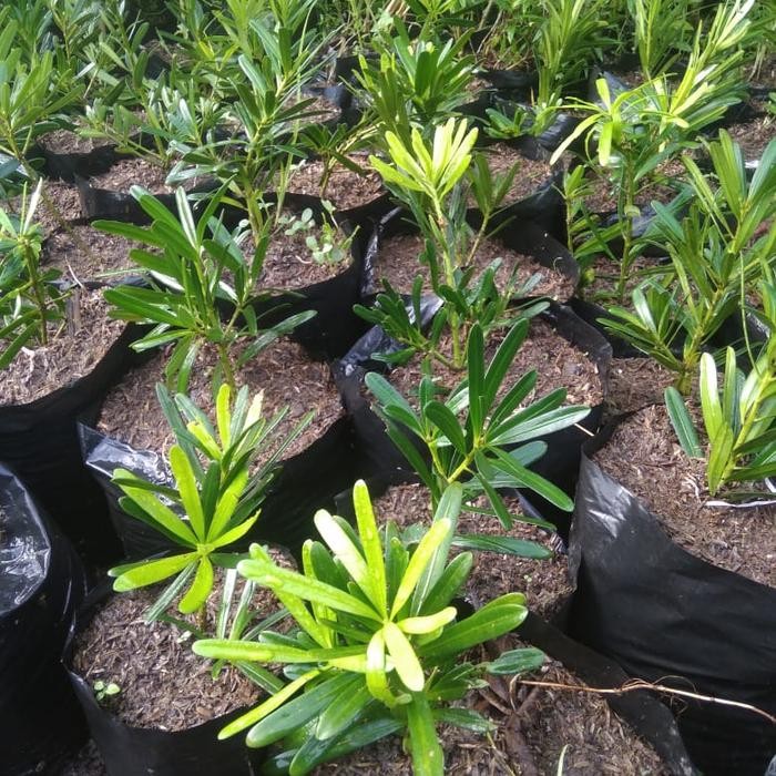 bibit lohansung mawar tanaman hias bahan bonsai