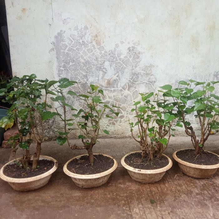 TANAMAN BONSAI POHON BONSAI WARU ASLI 100%