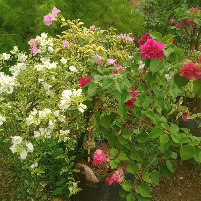 tanaman bonsai bugenvil 3 warna