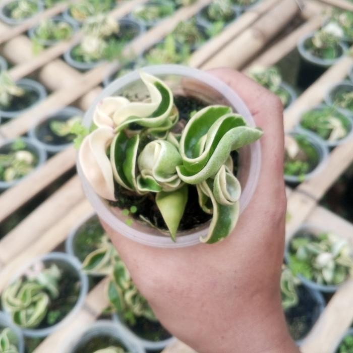 Tanaman Hias Hoya Compacta Regalis/Hoya Compacta Variegata Best Seller