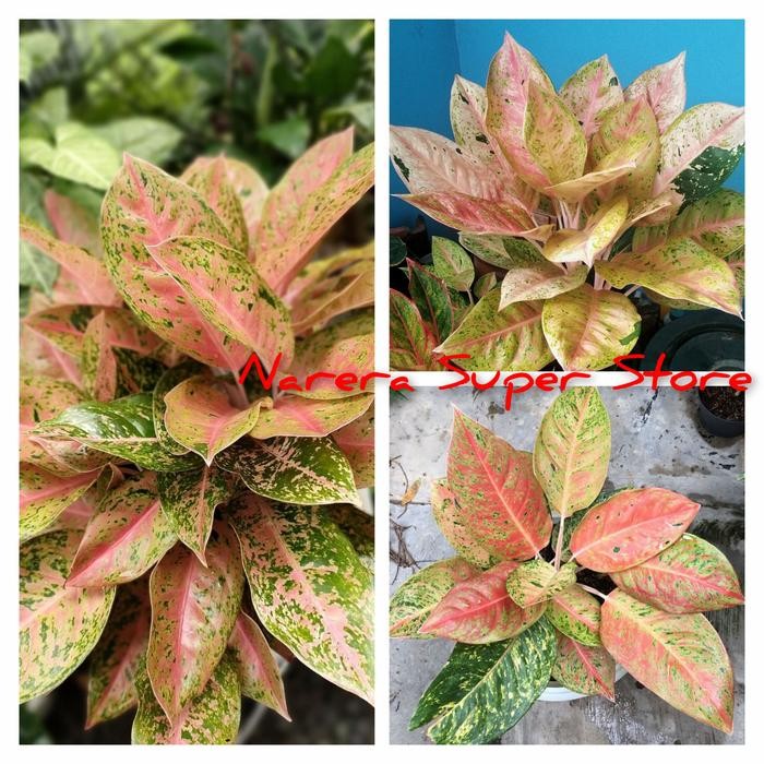 Aglonema Big Roy Aglaonema Dewasa Remaja Anakan Tanaman Hias Bunga Best Seller