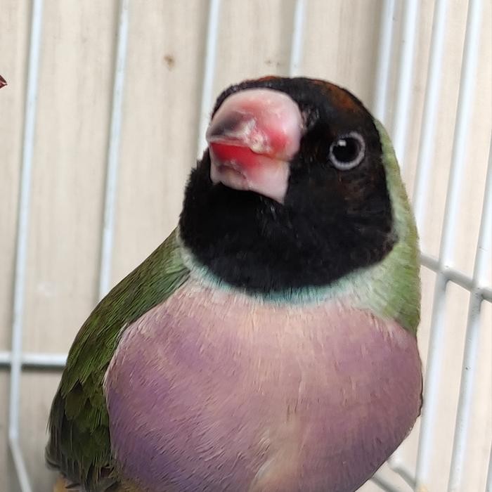 Burung Gould Amadine Betina Anakan Satuan