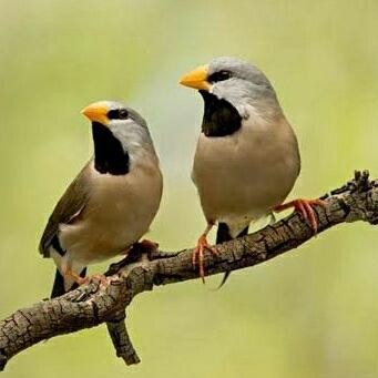 Burung Hias Pinstat / Longtailed Finch Sepasang Siap Ternak