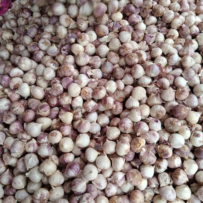 

ASLI Bawang Putih Tunggal - Lanang Sedang 1 KG READY STOCK