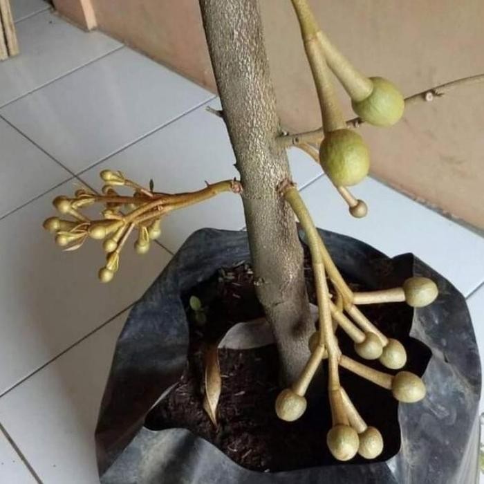 [ BIBIT POHON DURIAN SUDAH BERBUNGA MONTONG BAWOR MUSANGKING ]