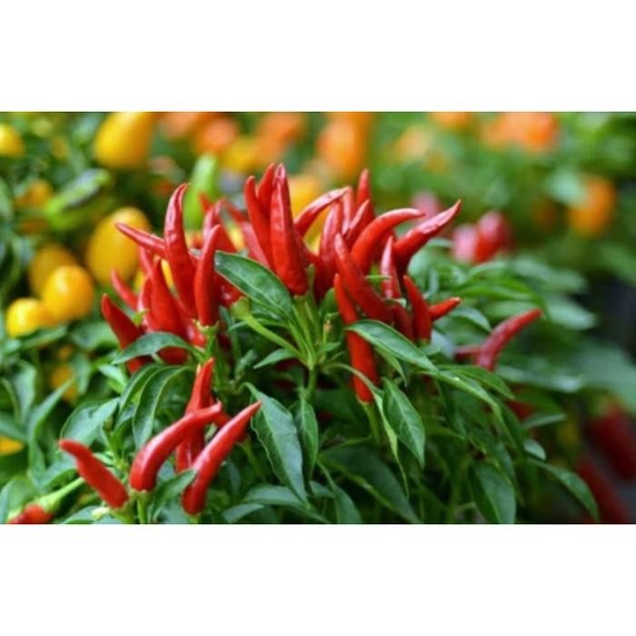 Cabai Hiyung - Bibit/ Benih/ Biji (Kemasan Baru)