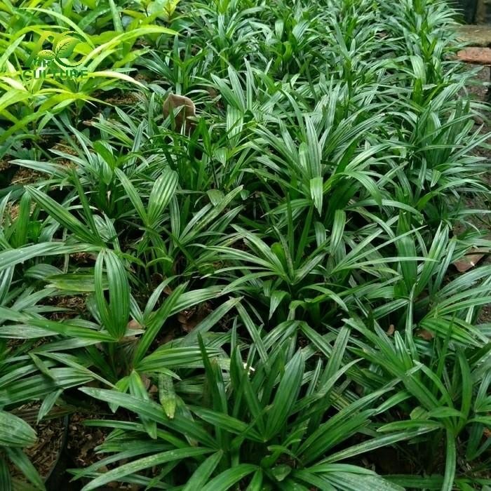 Tanaman Palem Regu Mini palem cina the best palm for indoor growing