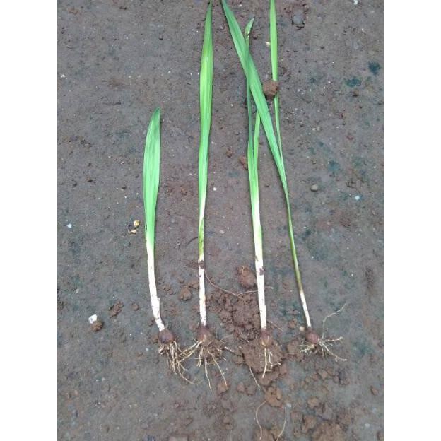 Bibit Tanaman Bunga Saffron Zafaron Bunga Termahal Didunia