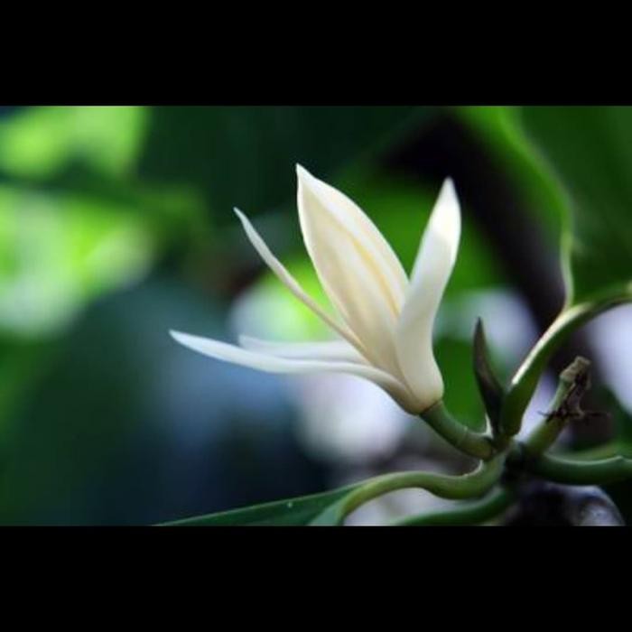 Bibit Pohon Cempaka Putih - Pohon Manglid - Pohon Kantil