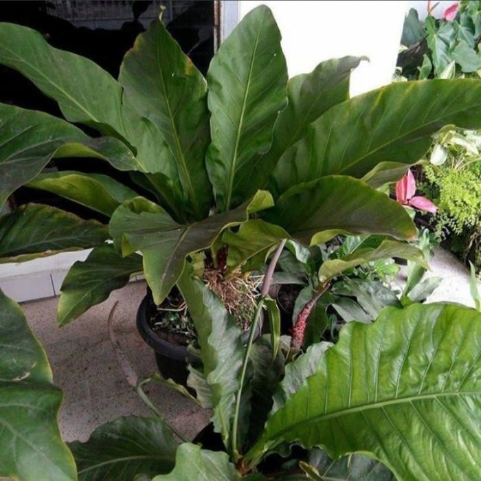 Tanaman hias Anthurium hokeri garuda besar