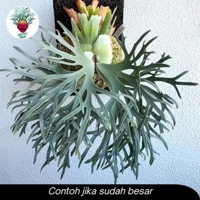 Platycerium Willinckii Dwarf Bacteria Sporeling