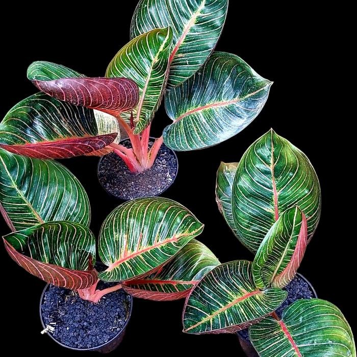 bibit aglonema ajisaka serat emas rare item