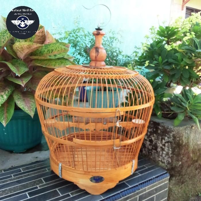 Sangkar Burung Puter & Tekukur Full Bambu dengan Tebok yang Bisa Dilepas