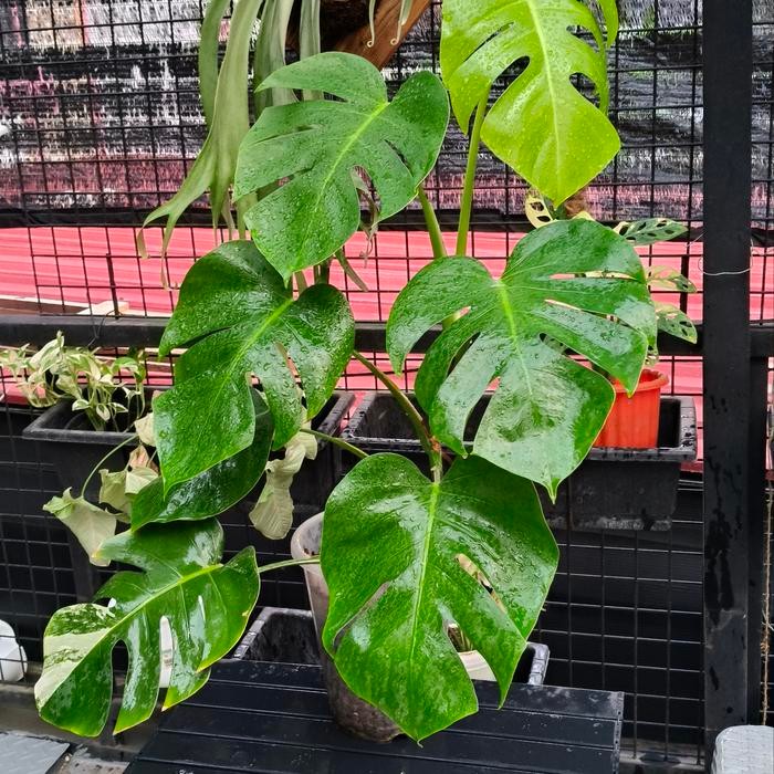 monstera variegata monvar