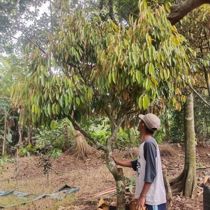 Indukan Durian Musang king siap buah/ duren musangking btg jumbo