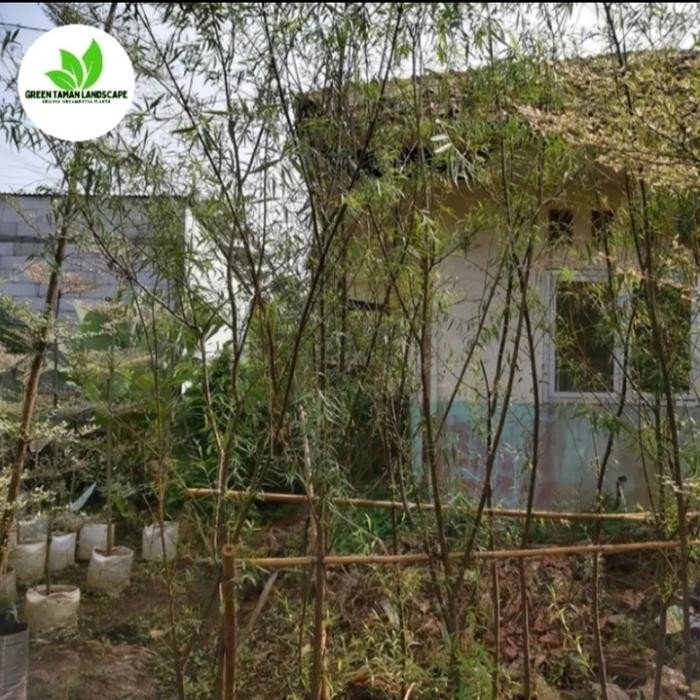 pohon liang liu 2 meter - tanaman hias liang liu