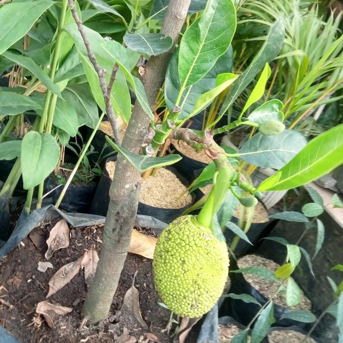 BIBIT TANAMAN BUAH NANGKA SUDAH BERBUAH BERBUNGA