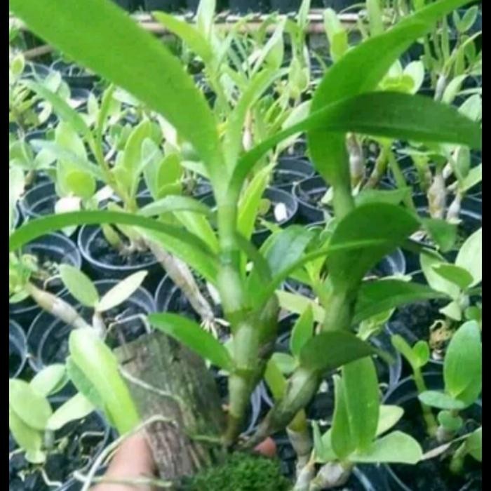 Anggrek Dendrobium Nobile Dewasa