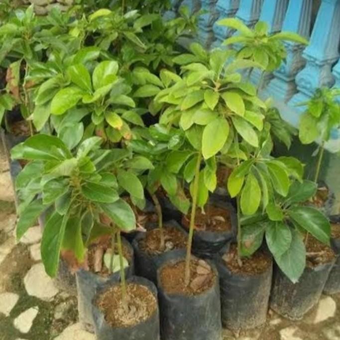 bibit pohon alpukat aligator cangkok okulasi