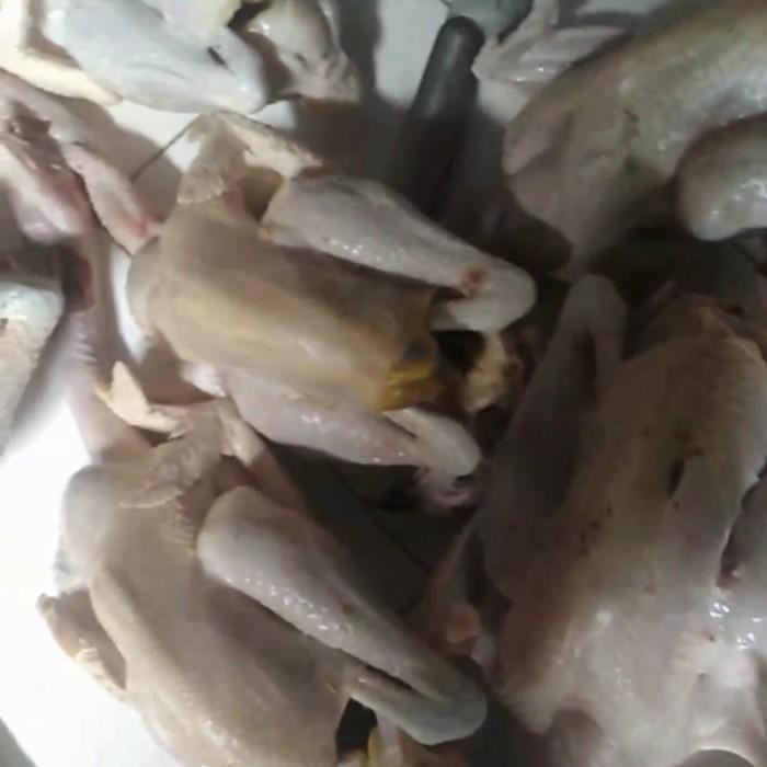 

(Expert) AYAM KAMPUNG LARGE 900-1000gr