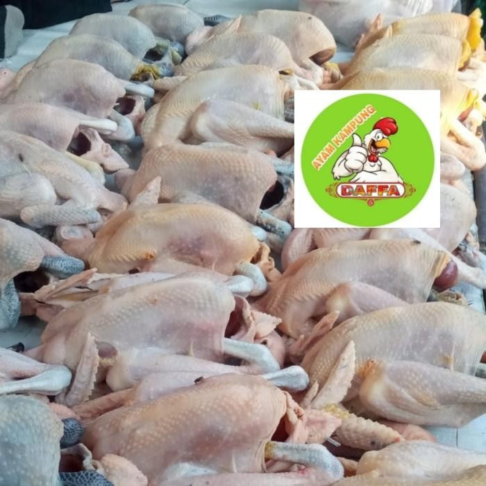 

(Expert) AYAM KAMPUNG MEDIUM 700-800gr