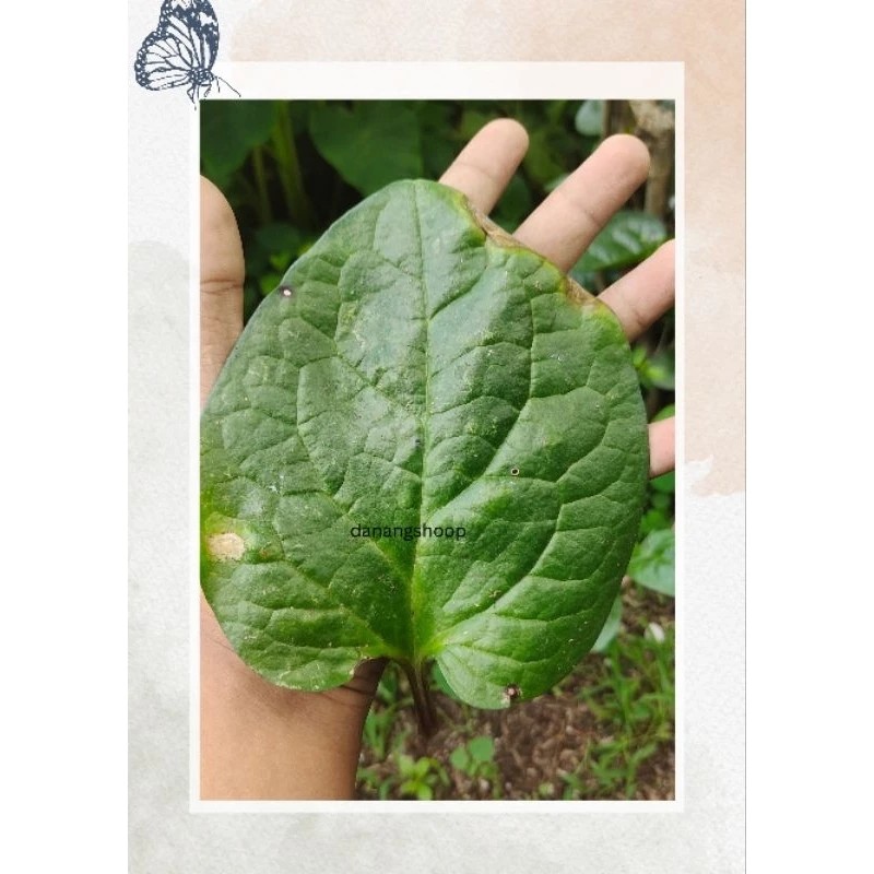 

satu lembar Daun Binahong Hijau fres