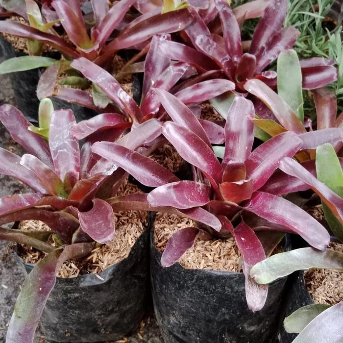 Tanaman Hias Bromolia Merah