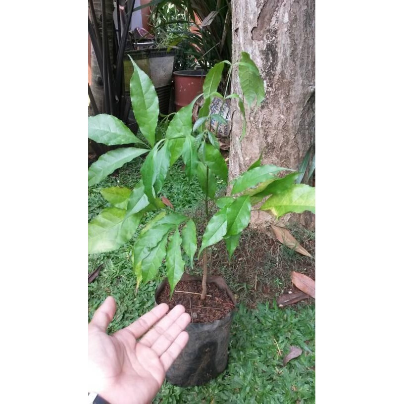 Bibit Pohon Tabebuya Ungu Tanaman Tabebuya Ungu