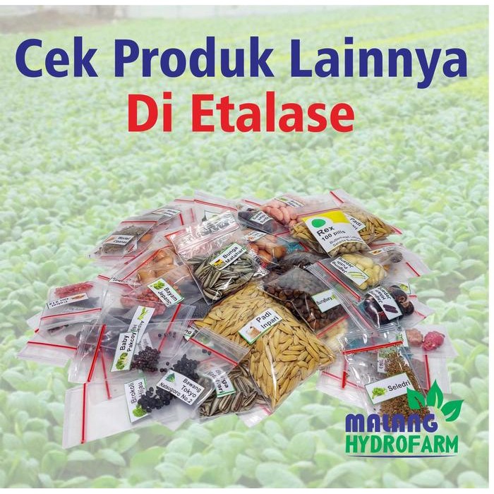 Tn Benih Melon King Show Unggulan Berkualitas Biji Bibit Repack Golden Apollo Kuning Yellow Bulat