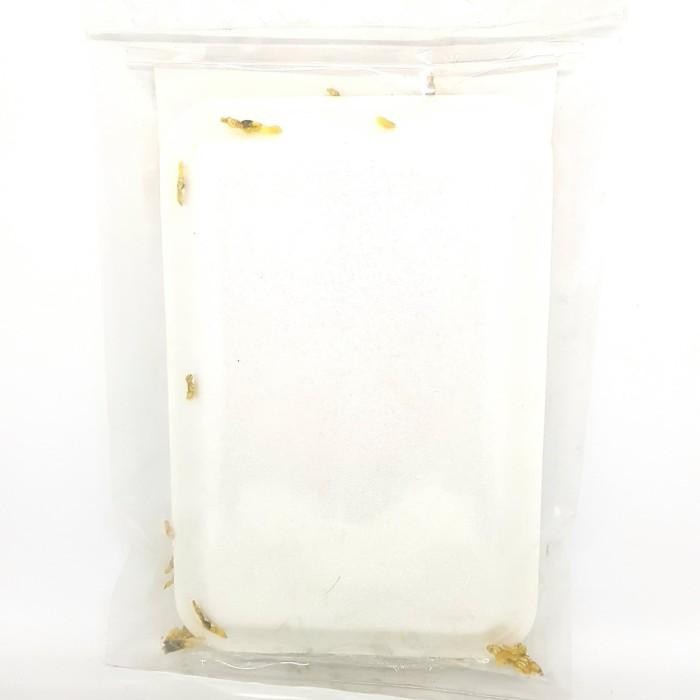 

(Expert) MITRA GRINTING LORJUK 150gr LURJUK LORJU LURJU HASIL LAUT KHAS