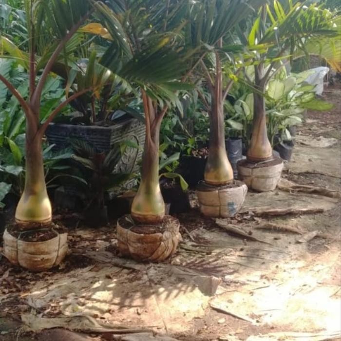 TANAMAN PALEM BOTOL TINGGI 1METER