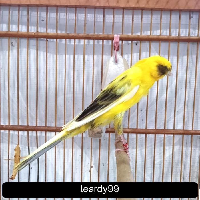 kenari Rasmi ring 24 gacor