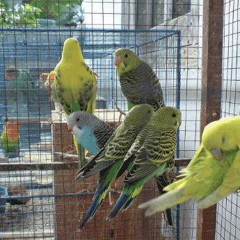 Burung Parkit Sepasang Jantan dan Betina Sehat Siap Ternak dan Latih