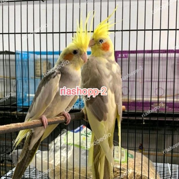 burung falk sepasang produksi mewah istimewa