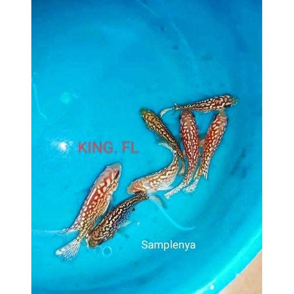 KING FLOWERHORN KING KAMFA F2 GB THAILAND Murah