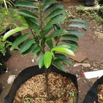 Pohon Sirsak Merah Madu Bibit Pohon Sirsak Merah