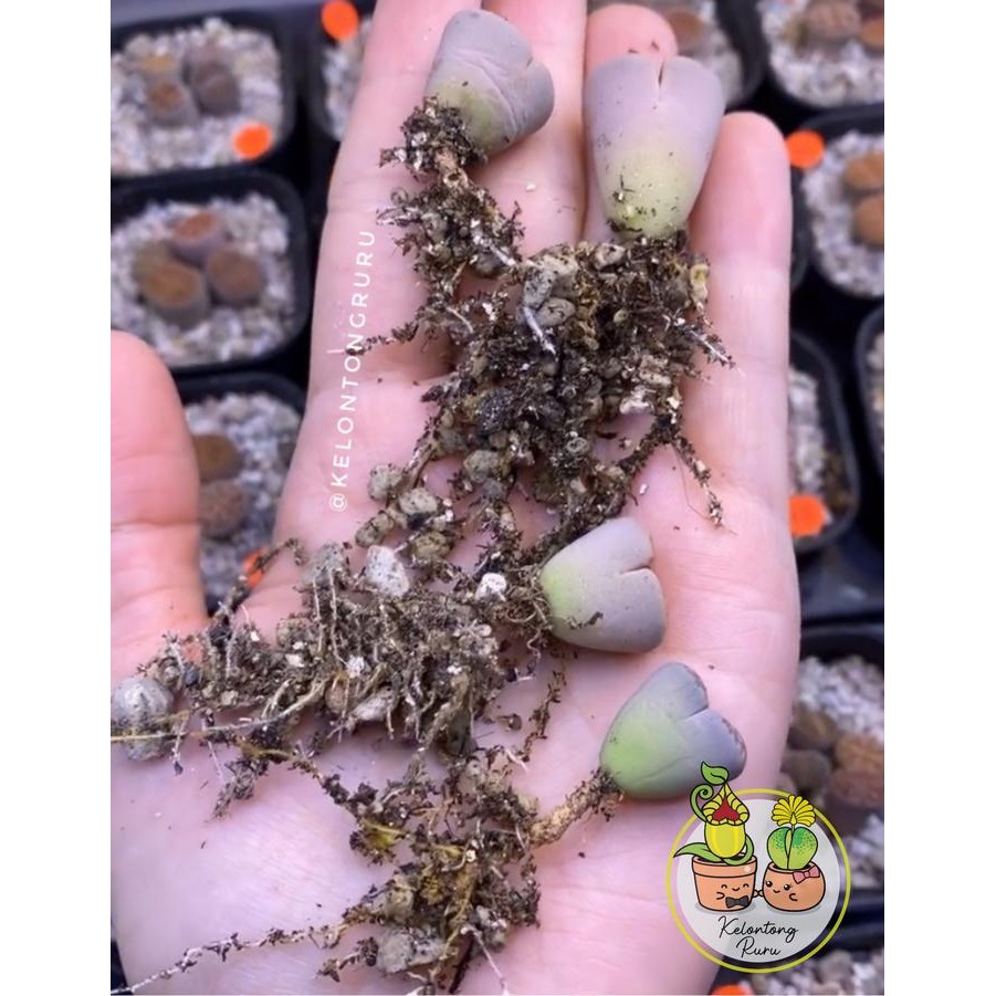 Media tanam Lithops, kaktus, succulent grade A 500 gram