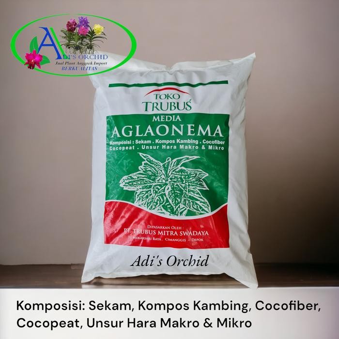 Media Tanam Aglaonema "Toko Trubus"