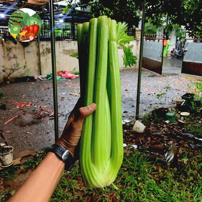 

New Seledri Stick / Celery / Seledri stick impor