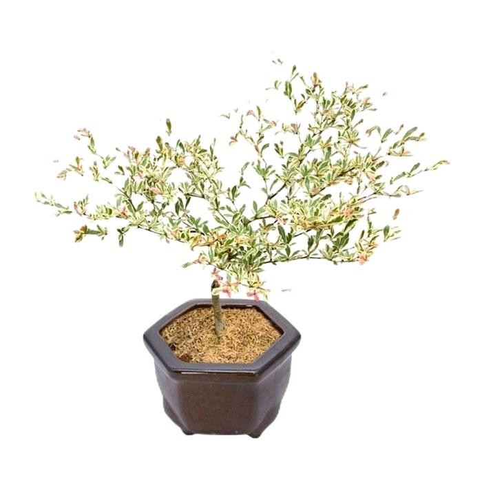 ASLI Murah Bibit Taan Pohon Ketapang Kencana Varigata daun putih READY STOCK